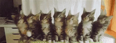 Nodding Cats GIF - Nodding Cats Approval GIFs