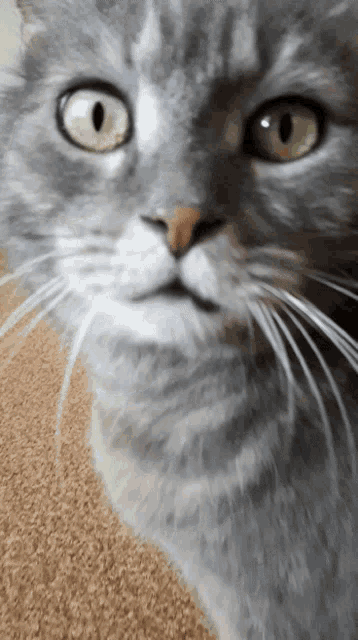 a close up of a gray cat 's face with green eyes