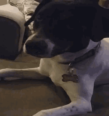 a black and white dog is laying on a couch .