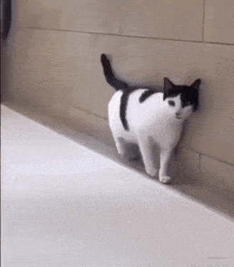 a black and white cat is walking on a tiled floor next to a wall .