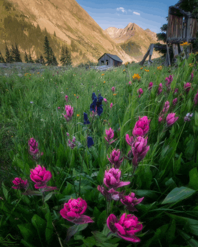 a field of purple flowers with a mountain in the background