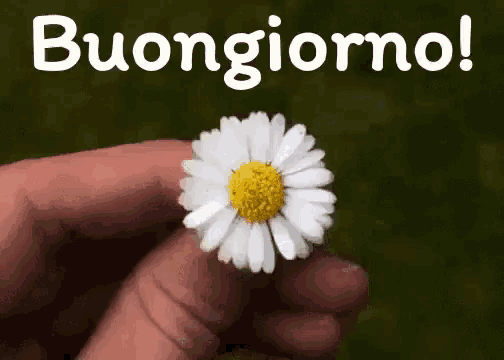 a person is holding a small white daisy with a yellow center .