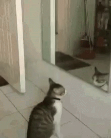 Gimme Five Mirror GIF - Gimme Five Mirror Cat GIFs