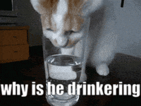 a cat drinking from a glass with the words " why is he drinkering " below it