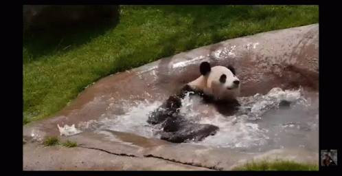 Swimming Panda GIF - Swimming Panda Cute GIFs
