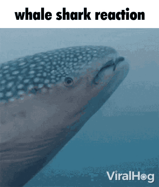 Whale Shark GIF - Whale Shark Reaction GIFs