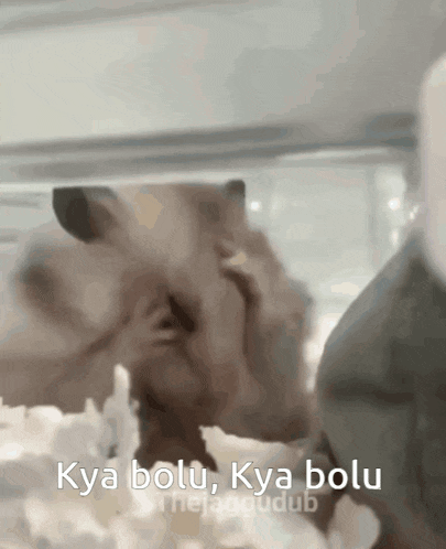 a close up of a hamster in a cage with the words `` kya bolu , kya bolu '' written above it .