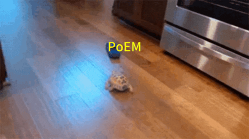 a turtle is crawling on a wooden floor next to a stainless steel stove