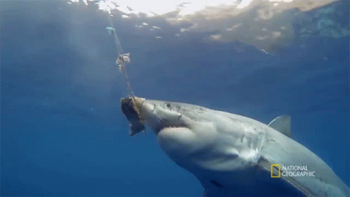 Bite Most Wanted Sharks GIF - Bite Most Wanted Sharks Hungry GIFs