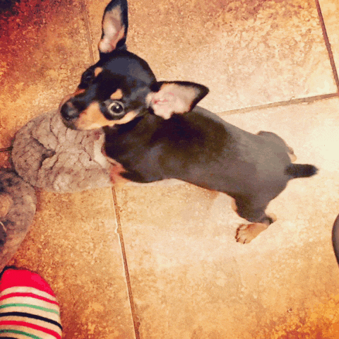 a small dog standing on a tile floor next to a stuffed animal