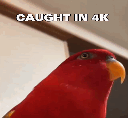 Caught In 4k Bird GIF - Caught In 4k Bird GIFs