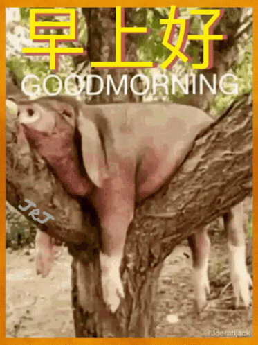 早安 早上好 GIF - 早安 早上好 Pigs GIFs