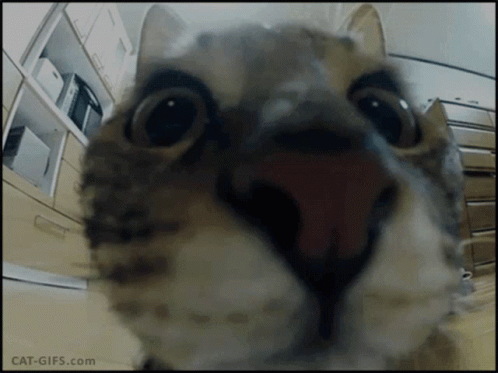 Yumeko Cat GIF - Yumeko Cat Silly GIFs