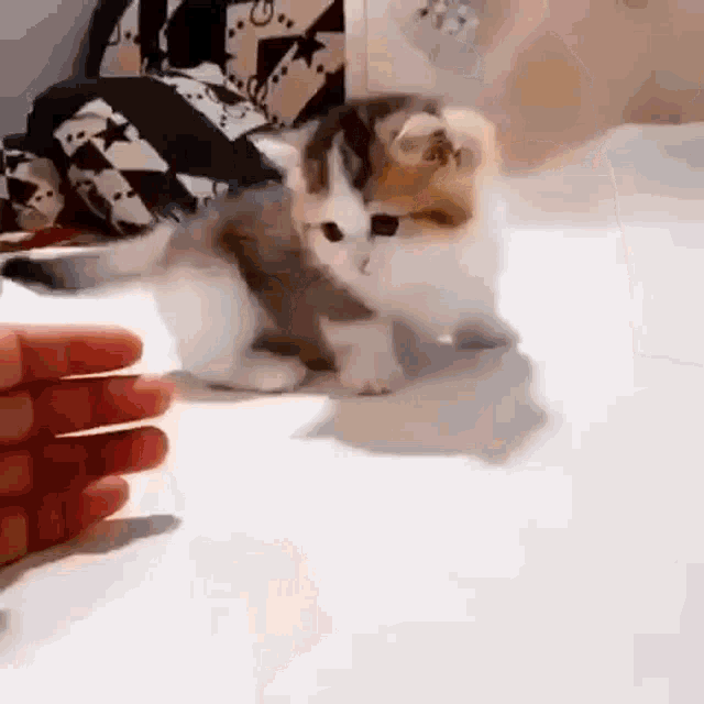 Cat Kitten GIF - Cat Kitten Kitty GIFs