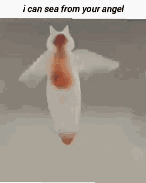a cat is standing in the water with its arms outstretched and a caption that says `` i can sea from your angel ''