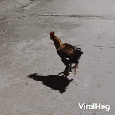 Riding A Chicken Viralhog GIF - Riding A Chicken Viralhog Piggyback Ride GIFs