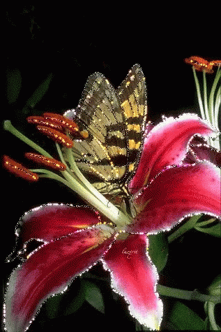 Butterfly Red GIF - Butterfly Red Petals GIFs