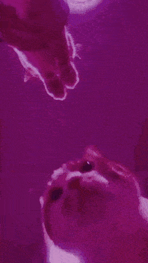 a cat is looking up at its reflection in the water