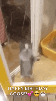 a cat is standing in front of a door with its paws up and says `` happy birthday goose '' .