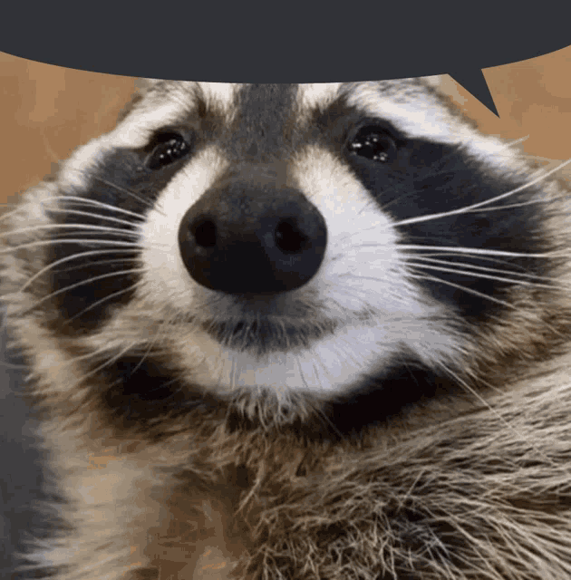 a close up of a raccoon with a speech bubble behind it