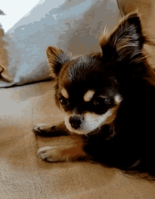Lotta Chihuahua GIF - Lotta Chihuahua Dog GIFs