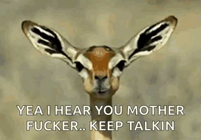 a gazelle with big ears is talking to someone .