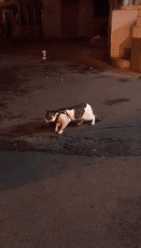 cat-fun-going-out.gif