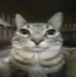 a blurry picture of a cat looking at the camera with a dark background