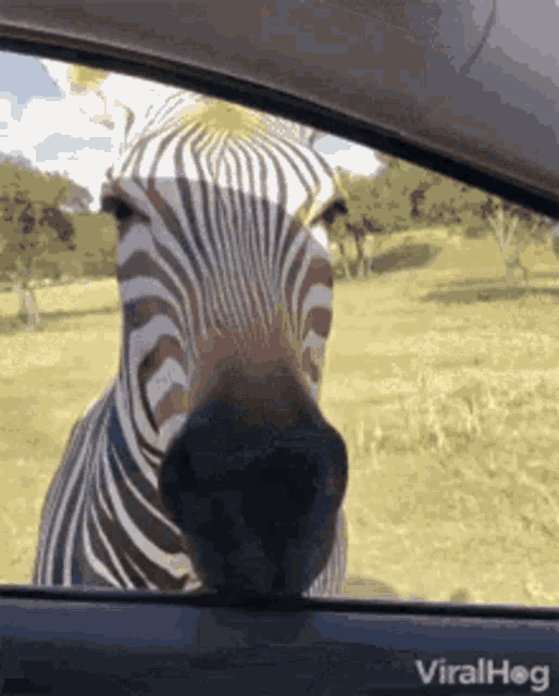 Zebra Zebras GIF