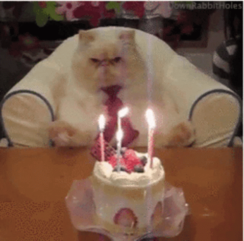 Happy Birthday Cat GIF - Happy Birthday Cat Grumpy GIFs