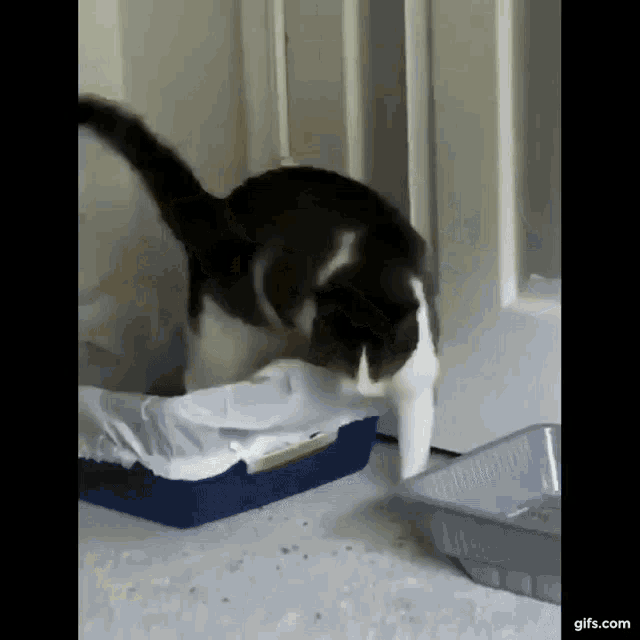 Poop Lolol GIF - Poop Lolol Funny Cat GIFs