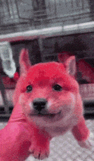 a person is holding a red dog in their hand and it is smiling .