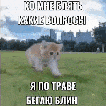 a cat is running in a grassy field with russian writing