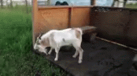 Goat Faint GIF - Goat Faint Fun GIFs