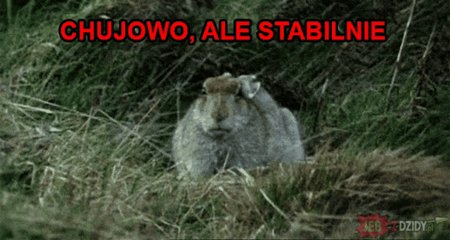a rabbit is laying in the grass with the words chujowo ale stabilnie written above it