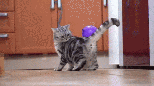 Confused Play Time GIF - Confused Play Time Cat GIFs