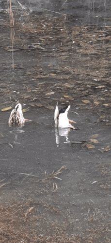 two ducks are swimming in a body of water with leaves on the ground