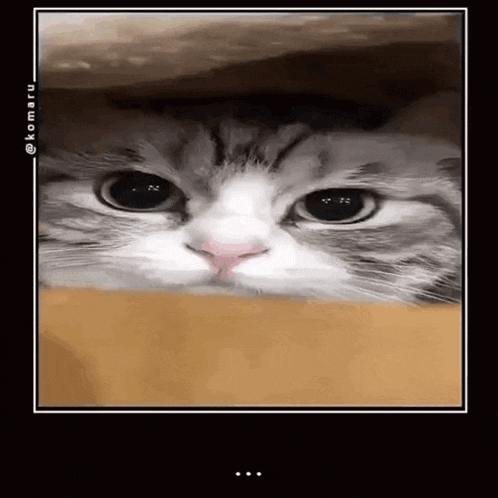 a close up of a cat 's face looking out of a box