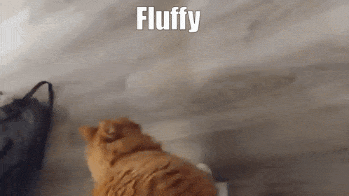 Cat Fluffy GIF - Cat Fluffy Orange Cat GIFs