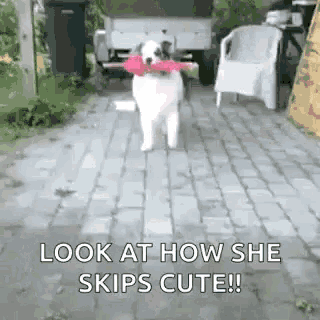 a dog is walking down a brick sidewalk with a toy in its mouth and says `` look at how she skips cute ! ''