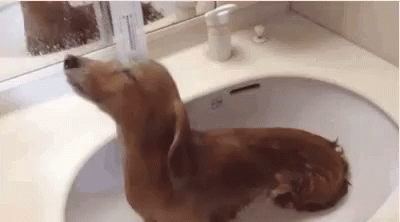 狗狗 冲凉 洗澡 GIF - Puppy Dog Take Shower GIFs