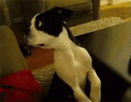 a black and white dog is sitting on its hind legs with its mouth open