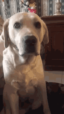 Triste Labrador GIF - Triste Labrador Rebus GIFs