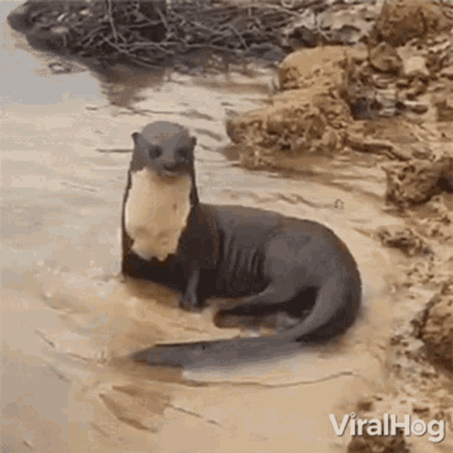 Scratching Viralhog GIF - Scratching Viralhog Otter GIFs
