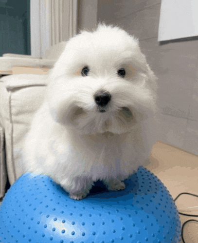 a small white dog is sitting on top of a blue exercise ball