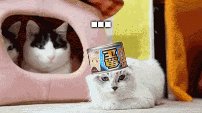 Oh Hell No Cats GIF - Oh Hell No Cats Cat GIFs