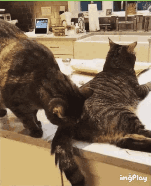 two cats are laying on a counter and one is standing up