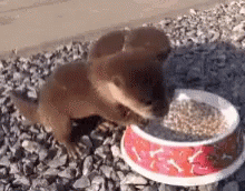 Hungry Otters GIF - Hungry Otters Eating GIFs