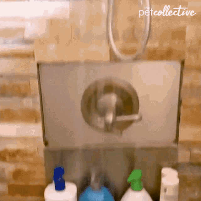 Licking The Pet Collective GIF - Licking The Pet Collective Drinking GIFs