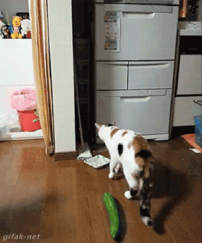 猫咪 黄瓜 吓尿了 跳跃 搞笑 GIF - Cat Kitten Cucumber GIFs